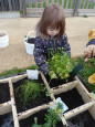 Carré potager MN015